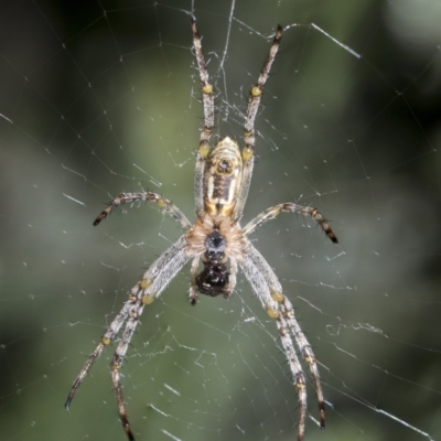 Plebs bradleyi (Enamelled spider) at Higgins, ACT - 28 Nov 2022 by AlisonMilton