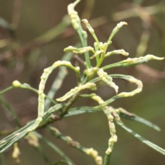 Unidentified Insect at Dryandra St Woodland - 19 Nov 2022 by ConBoekel