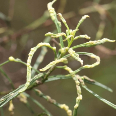 Unidentified Insect at Dryandra St Woodland - 19 Nov 2022 by ConBoekel