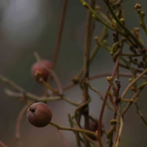 Cassytha pubescens at O'Connor, ACT - 19 Nov 2022 02:09 PM