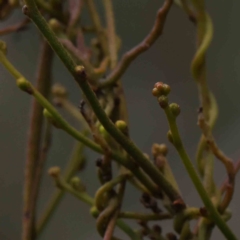 Cassytha pubescens at O'Connor, ACT - 19 Nov 2022