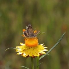 Neolucia agricola (Fringed Heath-blue) at O'Connor, ACT - 19 Nov 2022 by ConBoekel