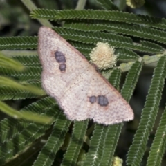 Epicyme rubropunctaria (Red-spotted Delicate) at Holt, ACT - 27 Nov 2022 by AlisonMilton