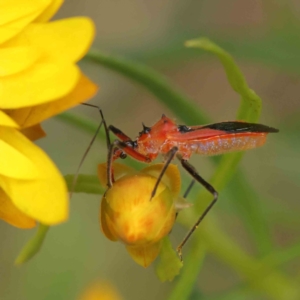 Gminatus australis at O'Connor, ACT - 19 Nov 2022