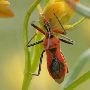 Gminatus australis at O'Connor, ACT - 19 Nov 2022