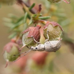 Merimnetes oblongus (Radiata pine shoot weevil) at O'Connor, ACT - 19 Nov 2022 by ConBoekel