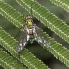 Dolichopodidae (family) (Unidentified Long-legged fly) at Holt, ACT - 27 Nov 2022 by AlisonMilton