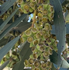 Eucalyptus pauciflora subsp. pauciflora (White Sally, Snow Gum) at Molonglo Valley, ACT - 28 Nov 2022 by SteveBorkowskis