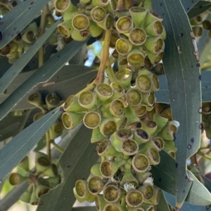 Eucalyptus pauciflora subsp. pauciflora at Yarralumla, ACT - 28 Nov 2022