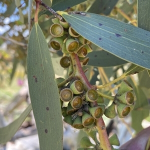 Eucalyptus pauciflora subsp. pauciflora at Molonglo Valley, ACT - 28 Nov 2022