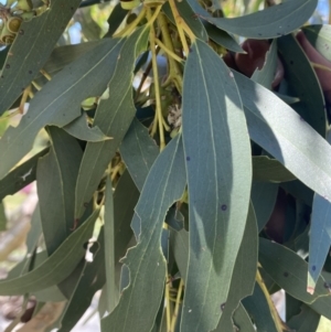 Eucalyptus pauciflora subsp. pauciflora at Molonglo Valley, ACT - 28 Nov 2022