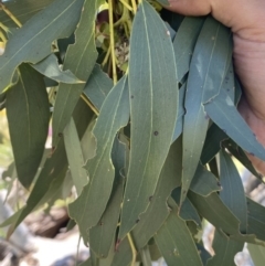 Eucalyptus pauciflora subsp. pauciflora at Yarralumla, ACT - 28 Nov 2022