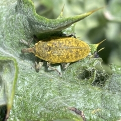 Larinus latus (Onopordum seed weevil) at Molonglo Valley, ACT - 28 Nov 2022 by Steve_Bok