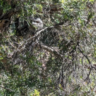 Podargus strigoides (Tawny Frogmouth) at Phillip, ACT - 27 Nov 2022 by stofbrew