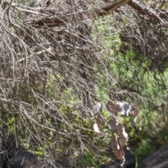 Podargus strigoides at Phillip, ACT - 28 Nov 2022