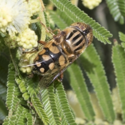 Eristalinus punctulatus (Golden Native Drone Fly) at Holt, ACT - 27 Nov 2022 by AlisonMilton