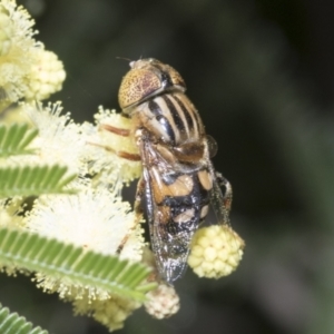 Eristalinus punctulatus at Holt, ACT - 28 Nov 2022