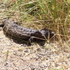 Tiliqua rugosa (Shingleback Lizard) at Casey, ACT - 28 Nov 2022 by MatthewFrawley