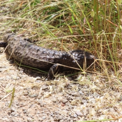 Tiliqua rugosa (Shingleback Lizard) at Casey, ACT - 28 Nov 2022 by MatthewFrawley