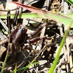 Miturgidae (family) at Isaacs Ridge - 28 Nov 2022 by Mike