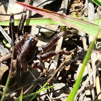 Miturgidae (family) at O'Malley, ACT - 28 Nov 2022 by Mike