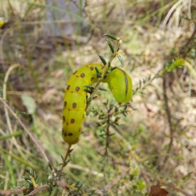 Capusa (genus) (Wedge moth) at Molonglo Valley, ACT - 6 Nov 2022 by Venture
