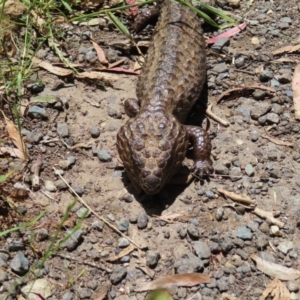 Tiliqua rugosa at Casey, ACT - 28 Nov 2022