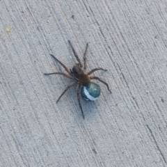 Lycosidae (family) (Wolf spider) at Lyneham, ACT - 8 Nov 2022 by Venture