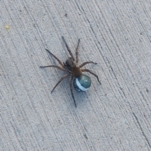 Lycosidae (family) at Lyneham, ACT - 8 Nov 2022 06:28 PM