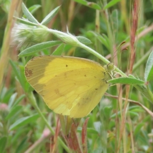 Eurema smilax at Theodore, ACT - 27 Nov 2022