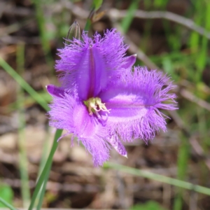 Thysanotus tuberosus subsp. tuberosus at Casey, ACT - 28 Nov 2022