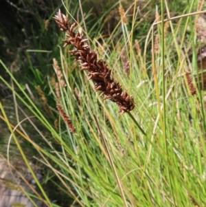 Carex appressa at Casey, ACT - 28 Nov 2022 01:09 PM