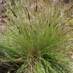 Carex appressa at Casey, ACT - 28 Nov 2022