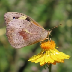 Heteronympha merope (Common Brown Butterfly) at Kambah, ACT - 28 Nov 2022 by MatthewFrawley