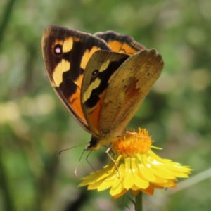 Heteronympha merope at Kambah, ACT - 28 Nov 2022