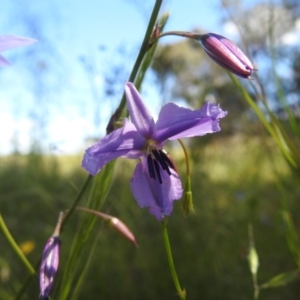 Arthropodium fimbriatum at Kambah, ACT - 28 Nov 2022