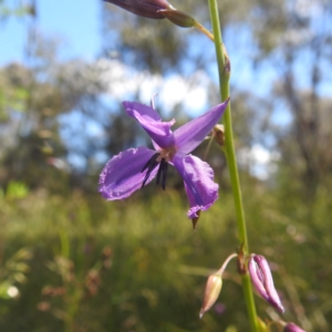 Arthropodium fimbriatum at Kambah, ACT - 28 Nov 2022