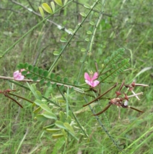 Indigofera adesmiifolia at Hawker, ACT - 27 Nov 2022