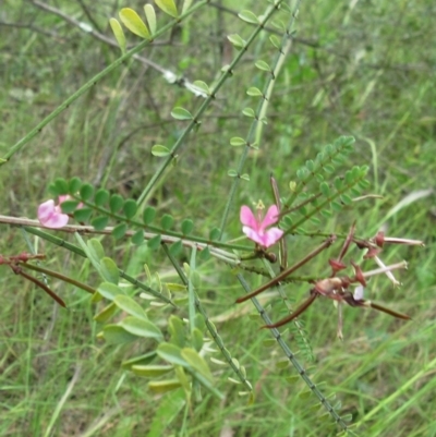 Indigofera adesmiifolia (Tick Indigo) at Hawker, ACT - 27 Nov 2022 by sangio7