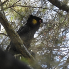 Zanda funerea (Yellow-tailed Black-Cockatoo) at Paddys River, ACT - 28 Nov 2022 by HelenCross