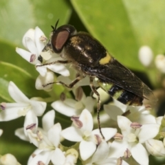 Odontomyia hunteri (Soldier fly) at Higgins, ACT - 28 Nov 2022 by AlisonMilton