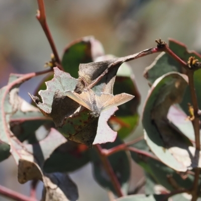 Acrodipsas myrmecophila (Small Ant-blue Butterfly) at suppressed - 24 Nov 2022 by RAllen