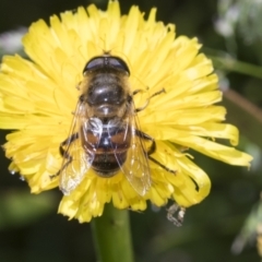 Eristalis tenax (Drone fly) at Higgins, ACT - 28 Nov 2022 by AlisonMilton