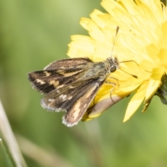 Taractrocera papyria (White-banded Grass-dart) at Higgins, ACT - 28 Nov 2022 by AlisonMilton