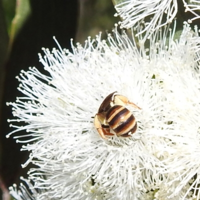 Lasioglossum (Chilalictus) bicingulatum (Halictid Bee) at Kambah, ACT - 28 Nov 2022 by HelenCross