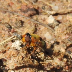 Austalis pulchella at Paddys River, ACT - 28 Nov 2022