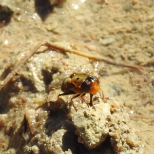 Austalis pulchella at Paddys River, ACT - 28 Nov 2022