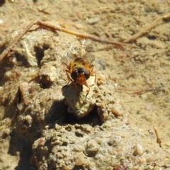 Austalis pulchella at Paddys River, ACT - 28 Nov 2022