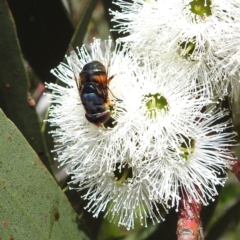 Austalis copiosa (Hover fly) at Kambah, ACT - 28 Nov 2022 by HelenCross