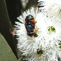 Austalis copiosa at Kambah, ACT - 28 Nov 2022